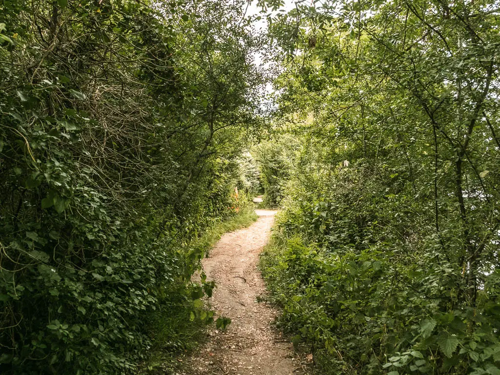 A dirt trail winding ahead through the green leafy bushes and trees.