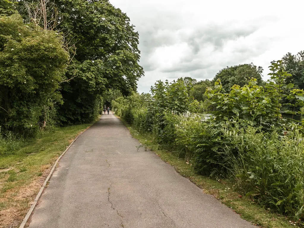 A wide road path leading ahead, lined with bushes on the right and trees and strip of grass to the left.