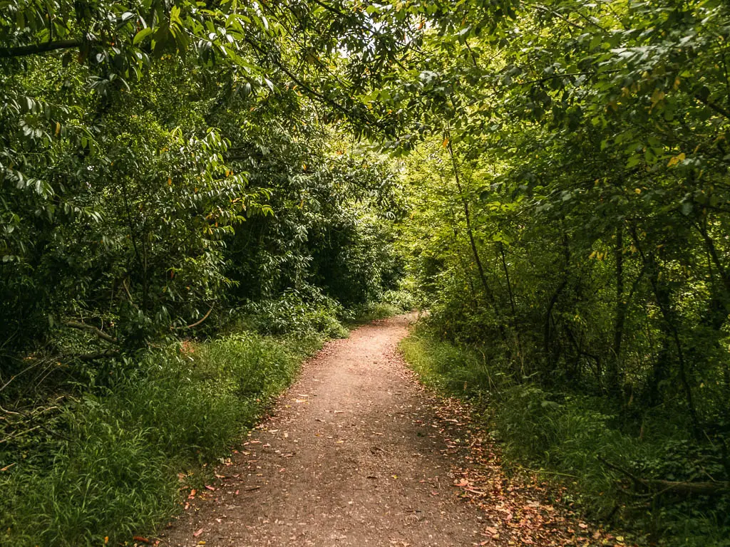 A dirt path leading ahead and lined with masses of green leafy trees. There is light shining down on the path ahead.