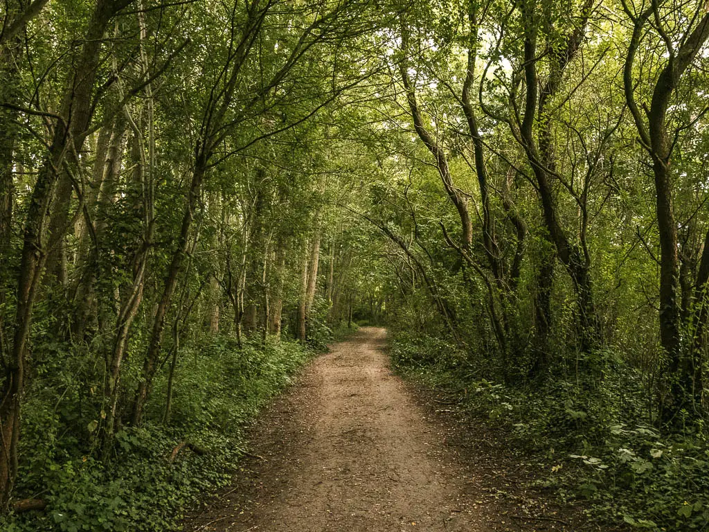 A wide dirt path leading ahead under darkness from the woodland trees on the walk between Maidenhead and Windsor.