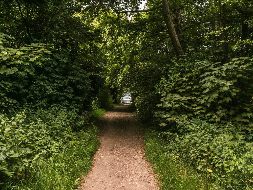 A dirt path leading through the woodland bushes and trees, with light  at the other end.