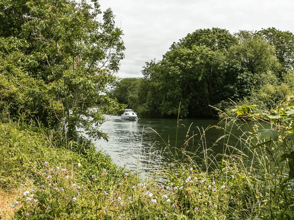 Looking over the bushes to the river lined with big trees, and a white boat, near the end of the walk from Maidenhead to Windsor.