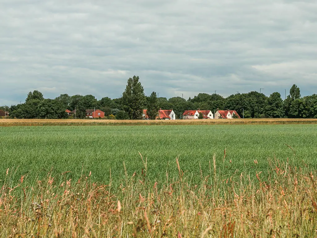 Looking across the meadow with bright green grass, with a row of red hooded and white walled houses on the other side, near the end of the walk from Maidenhead to Windsor.