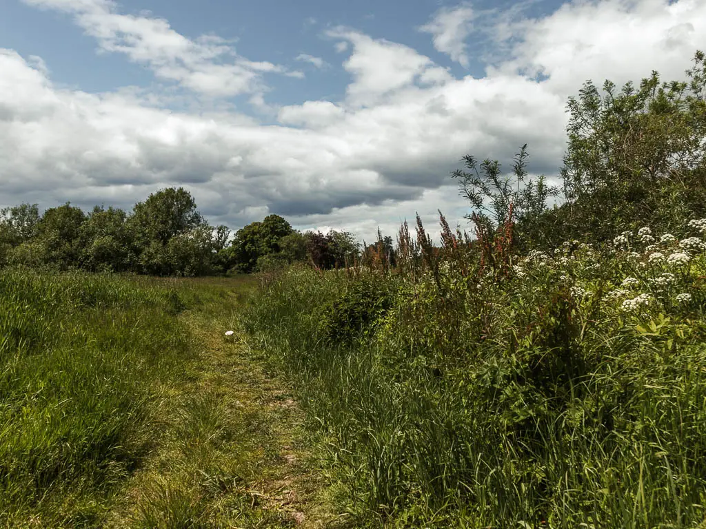 A grass trail lined with big bushes and tall grass.