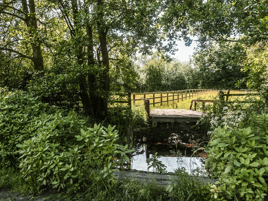 Looking through the bushes to the mass of water then walkway on the other side.