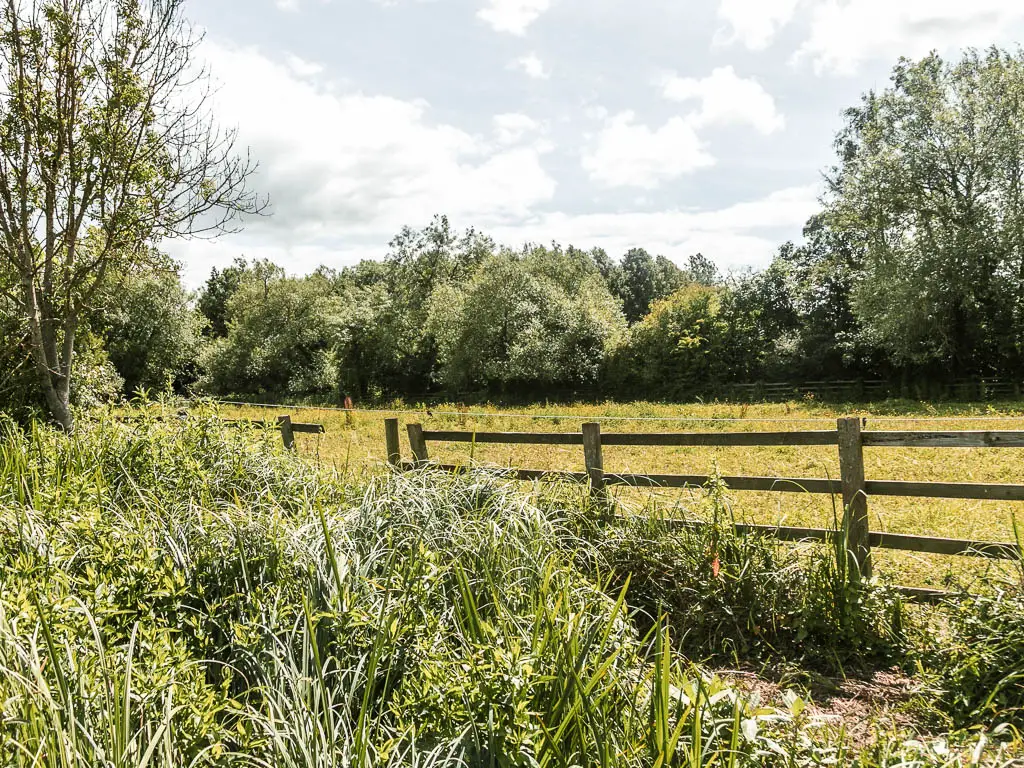 A mass of tall messy grass and wooden fence with a hole, and field on the other side.