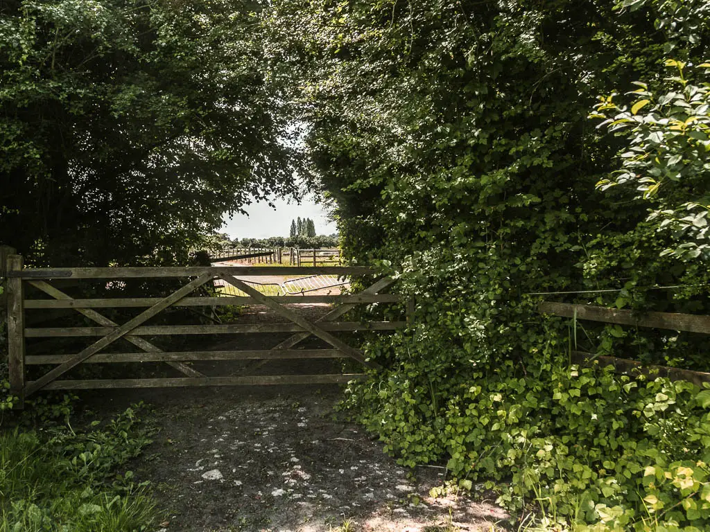 A wooden gate surrounded by bushes and trees with light shining down on the other side.