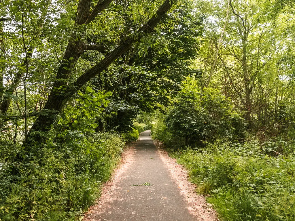 A path leading straight, lined with bushes and trees.