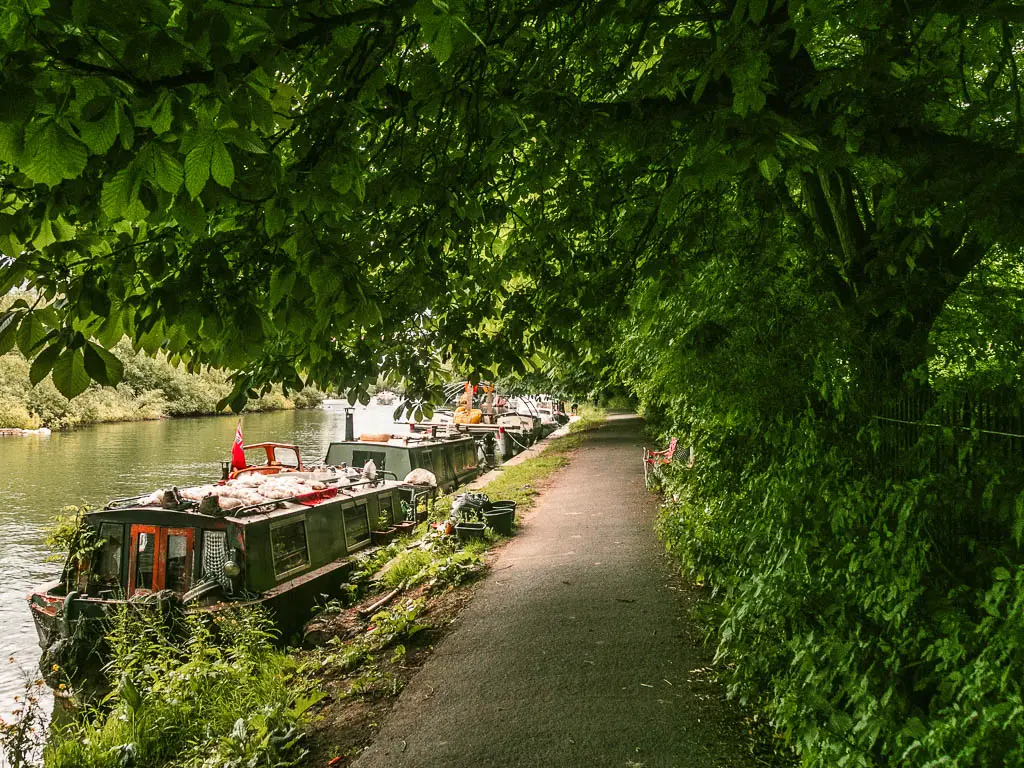 A path leading straight ahead with overhanging tree branches from the right, on the walk out of Reading towards Henley. The river is on the left, with a few barges moored to the side.