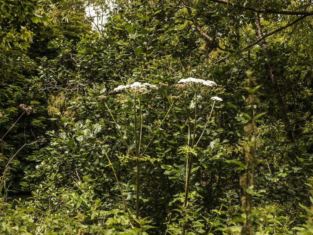 A mass of green leafs of the bushes and trees. 