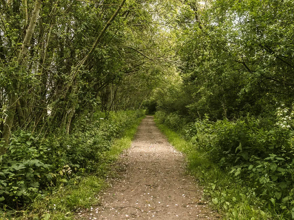 A long straight dirt path lined with green grass, bushes, and trees, and a tree tunnel forming ahead.