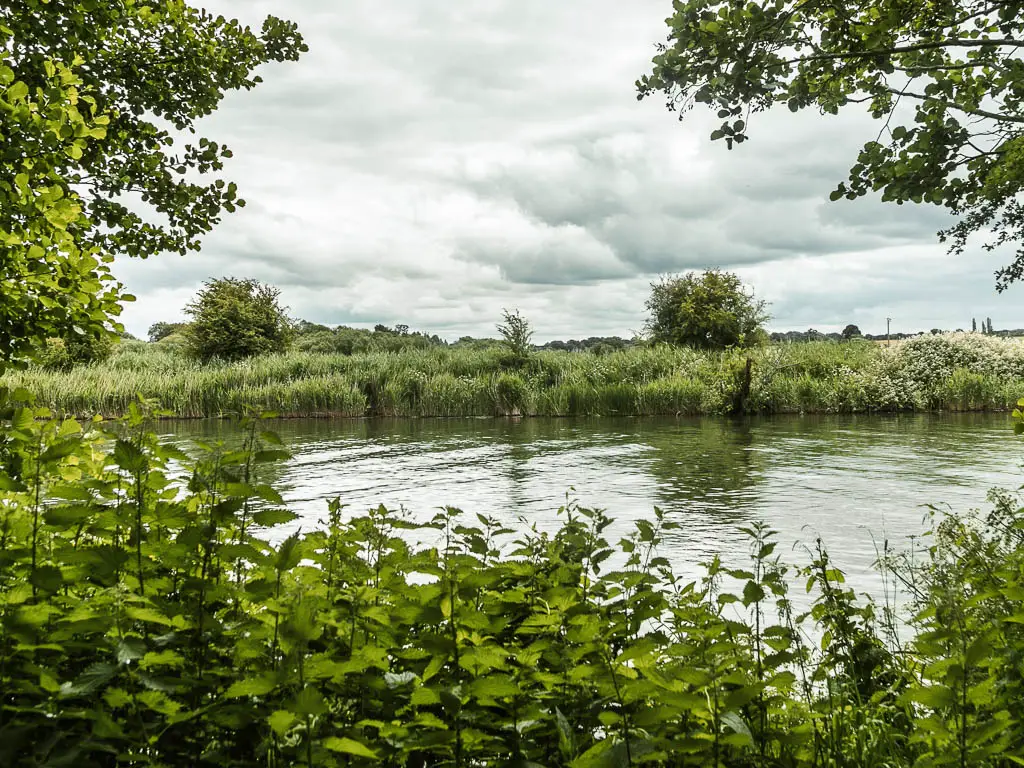 Looking over the green lady bushes to the river, and meadow on the other side.