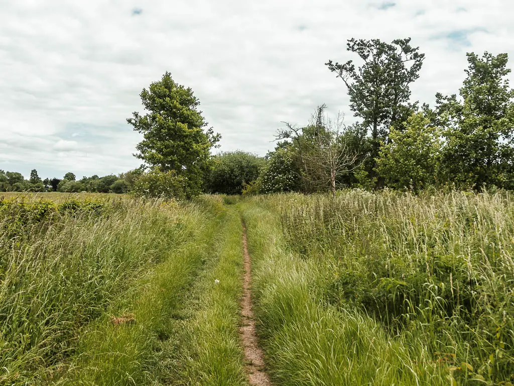 A thin trail through the tall grass, leading to trees ahead.