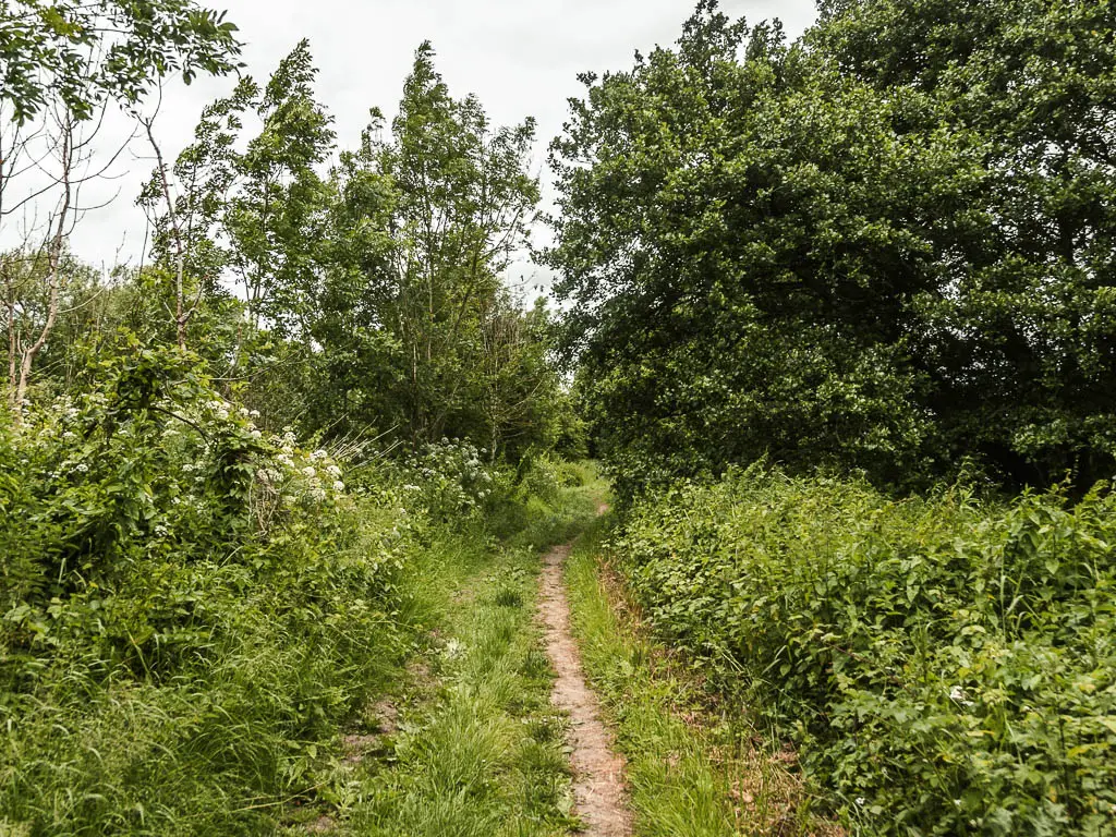 A narrow trail lined with grass, bushes, and trees.