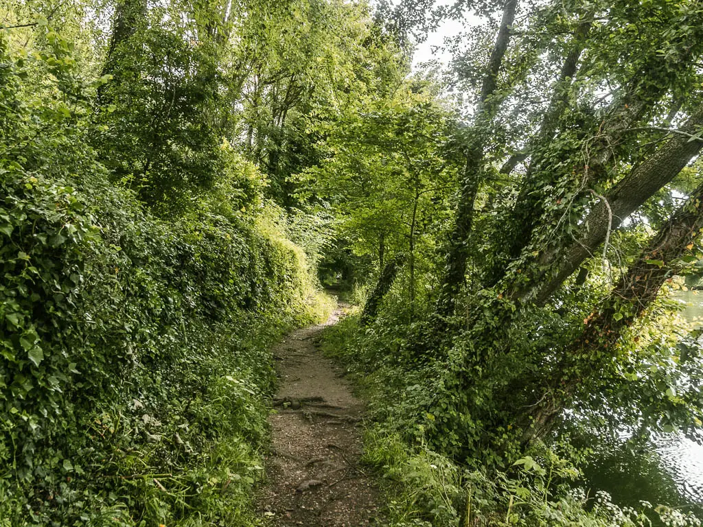 A dirt trail leading ahead lined with bushes and trees.