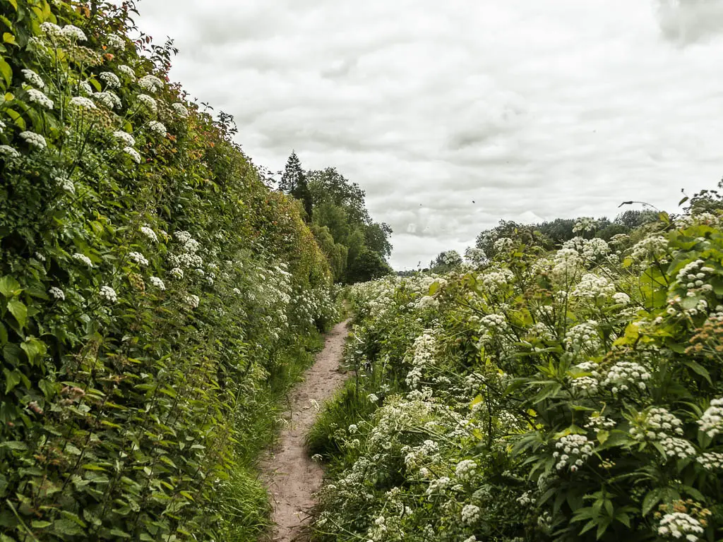 A thin dirt trail lined with tall bushes with white flowers when walking between Reading and Henley.