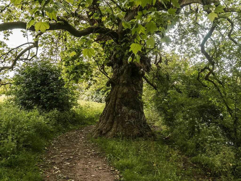 A dirt trail leading around a big tree, and lined with grass and bushes.