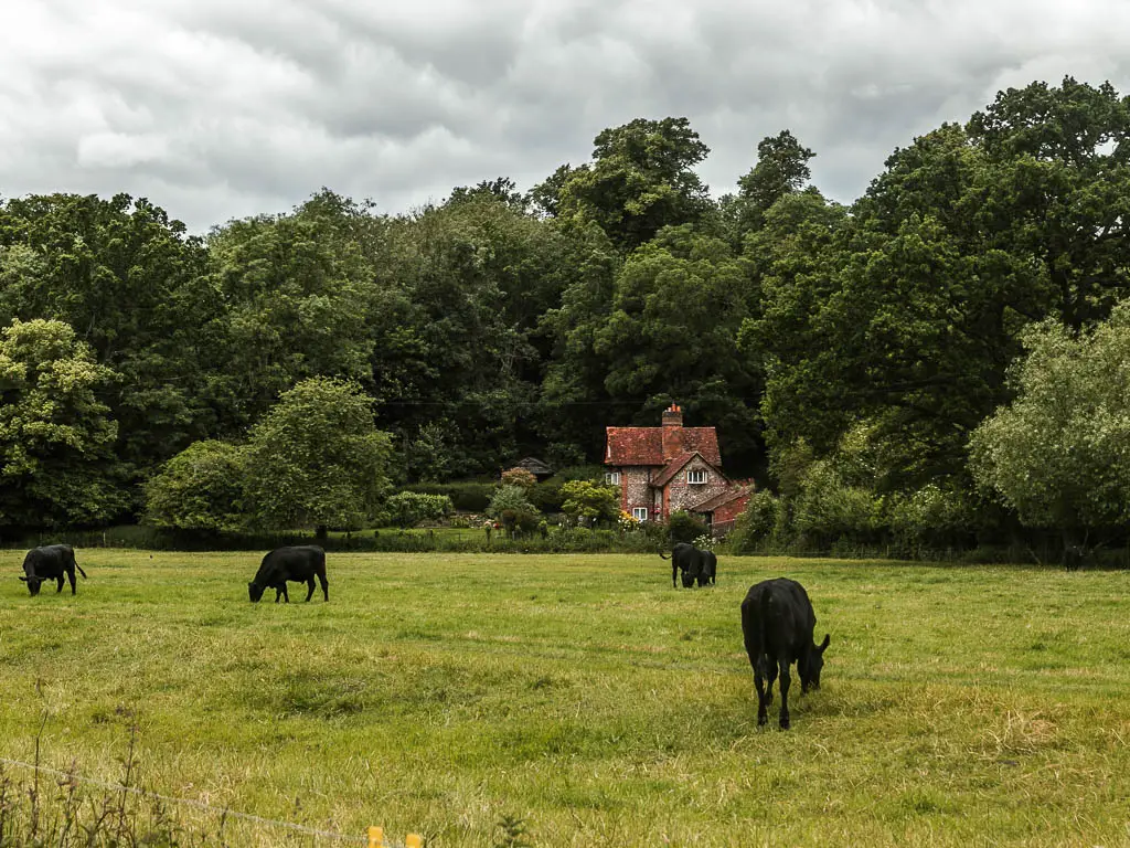 A large green grass field with cows grazing, partway through the walk from Reading to Henley. There is a mass of trees on the other side of the field, with a small stone walled house nestled within them.