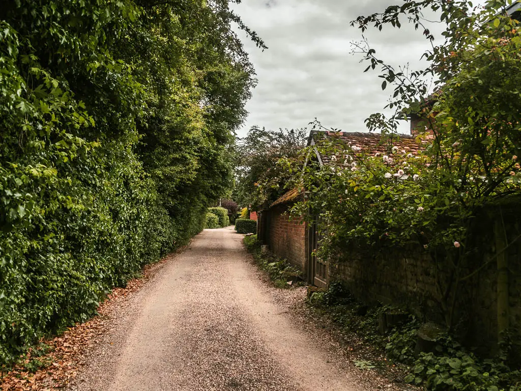 A country road leading straight ahead, lined with a hedge and trees on the left and wall with bushes hanging over it on the right.