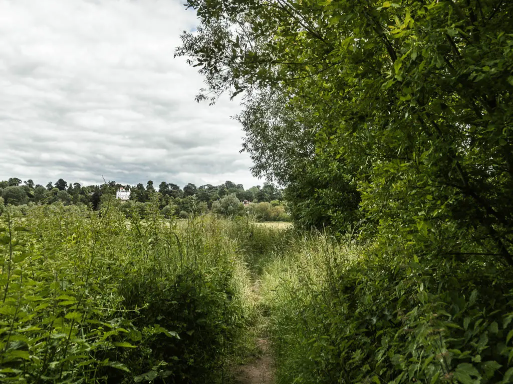 A partially hidden trail through the tall grass meadow, with trees to the right.