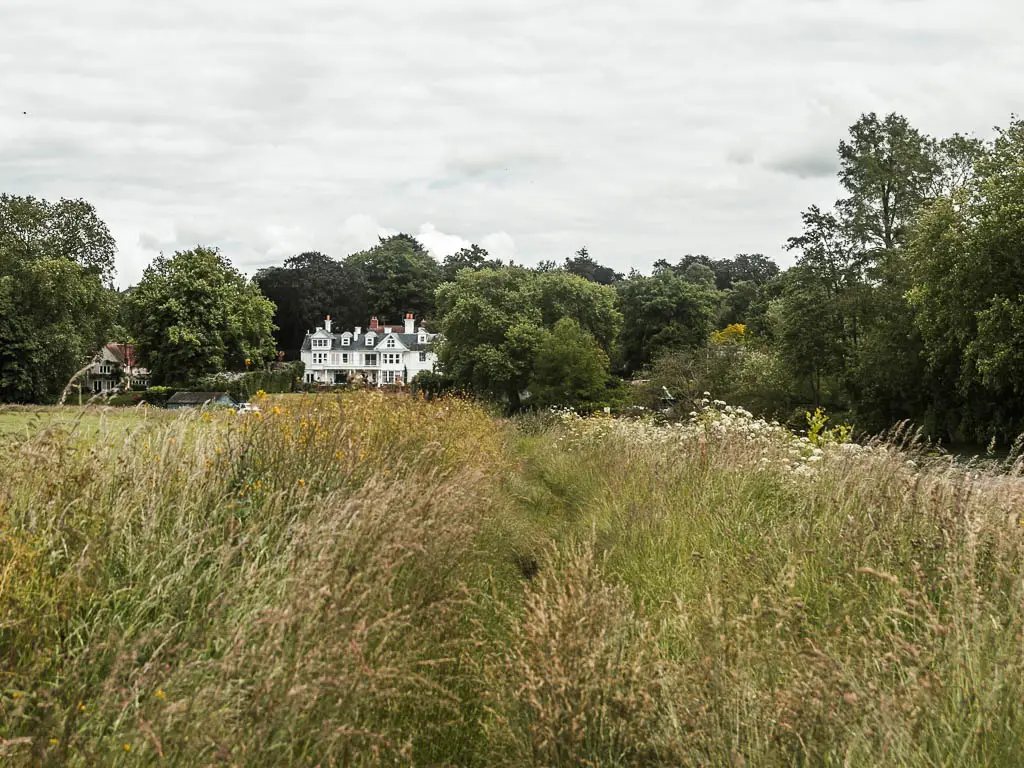 Tall overgrown meadow, with a view to a biog white walled house in the distance, surrounded by mass of green leafy trees, on the walk between Reading and Henley.