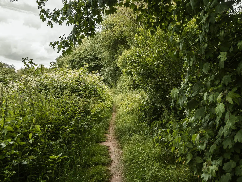 A narrow trail surrounded by tall grass, bushes and trees.