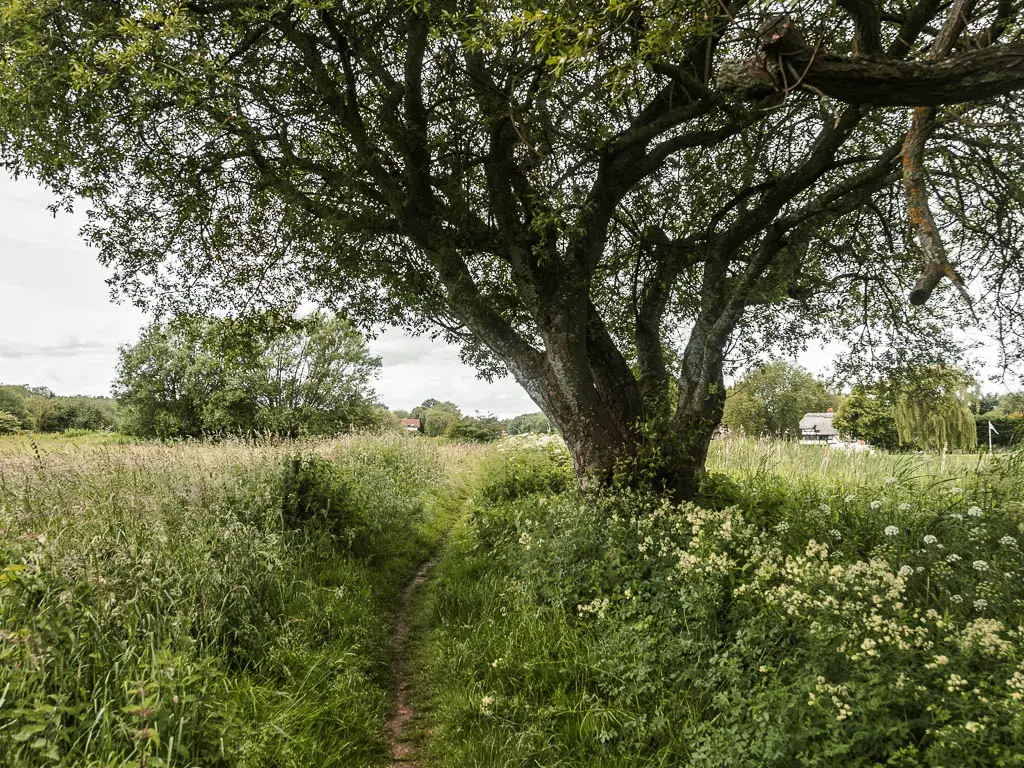 A narrow trail lined with tall grass, with a big tree on the right, on the walk from Reading to Henley.