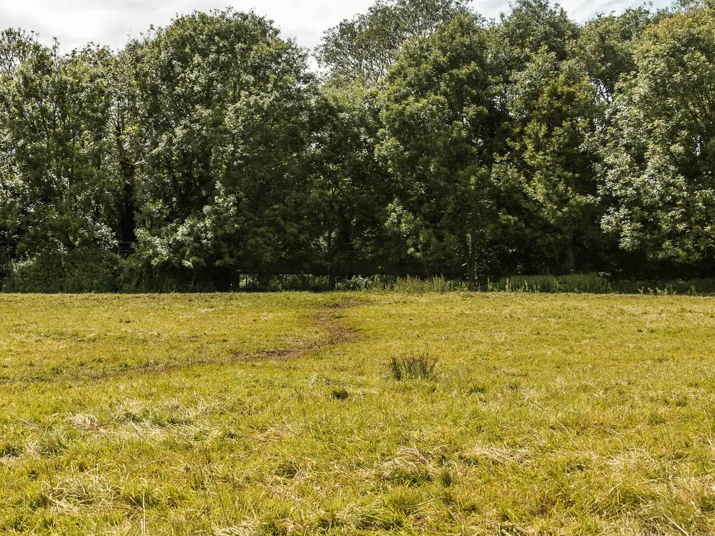 A large grass field with a mass of trees on the other side.