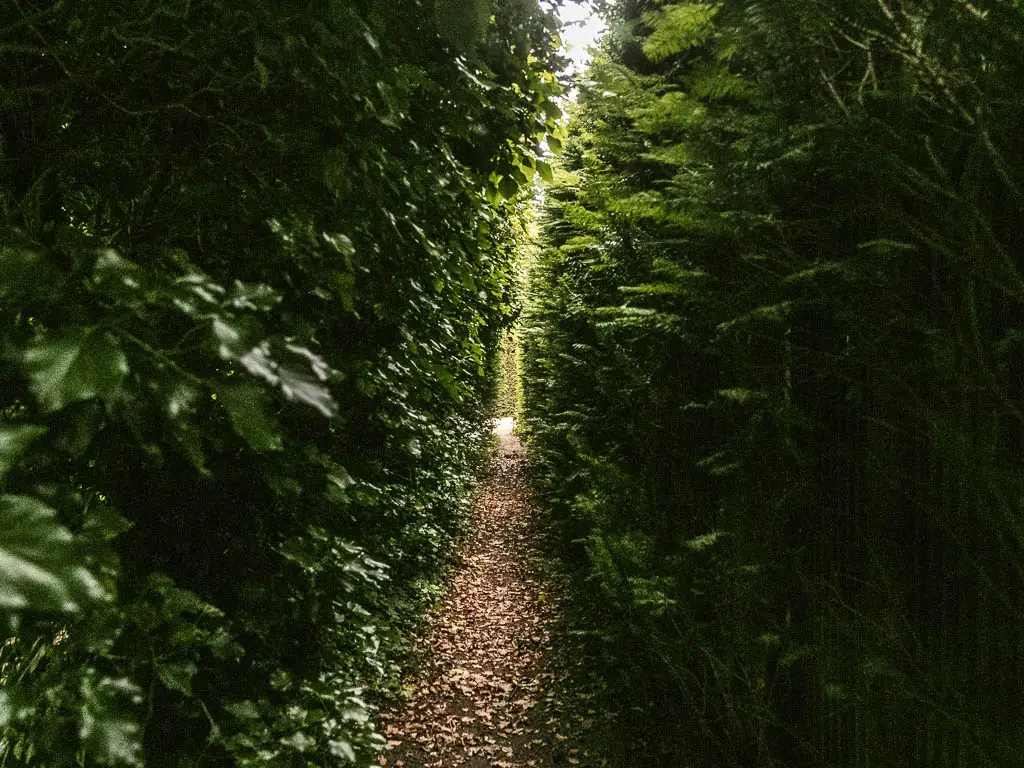 A very narrow walkway through the tall hedges. There is light shining at the end.