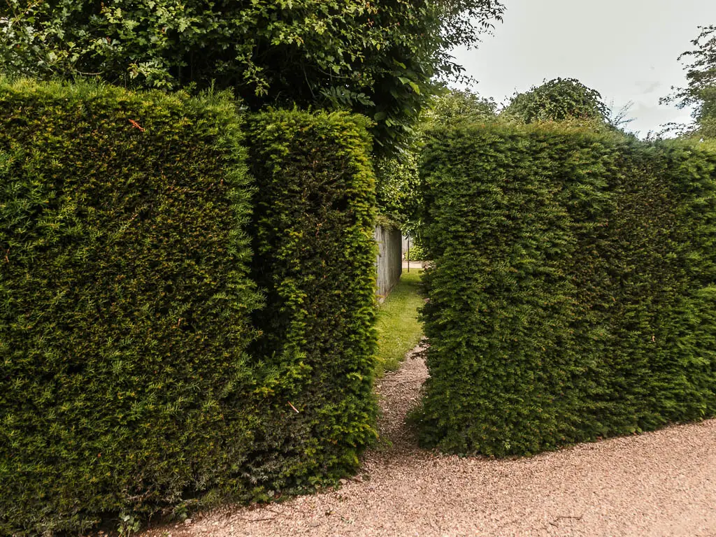 A gap in the neatly cut hedge.