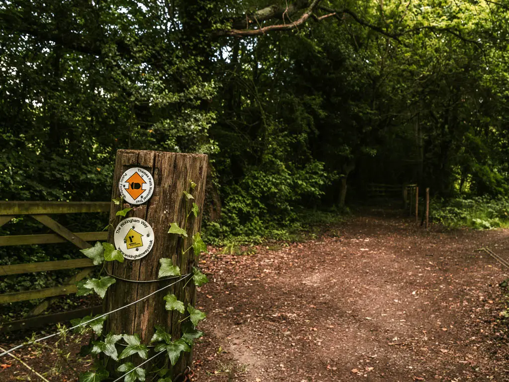 Orange and yellow trail arrows on a wooden post on the left, pointing ahead on the dirt path towards a mass of trees.