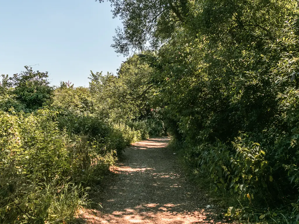 A wide gravel path lined with green leafy bushes and trees.