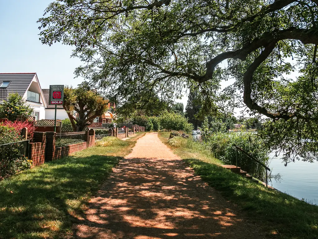 A wide path lined with strips of grass when walking out of Staines towards Shepperton. There are houses on the left and the river on the right, with a big tree and branches hanging into the frame.