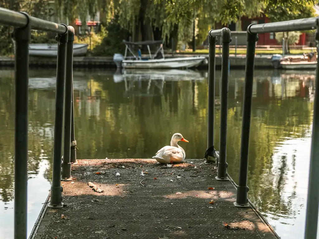 A white duck with orange black sitting on the small pier over the river, on the walk from Staines to Shepperton.