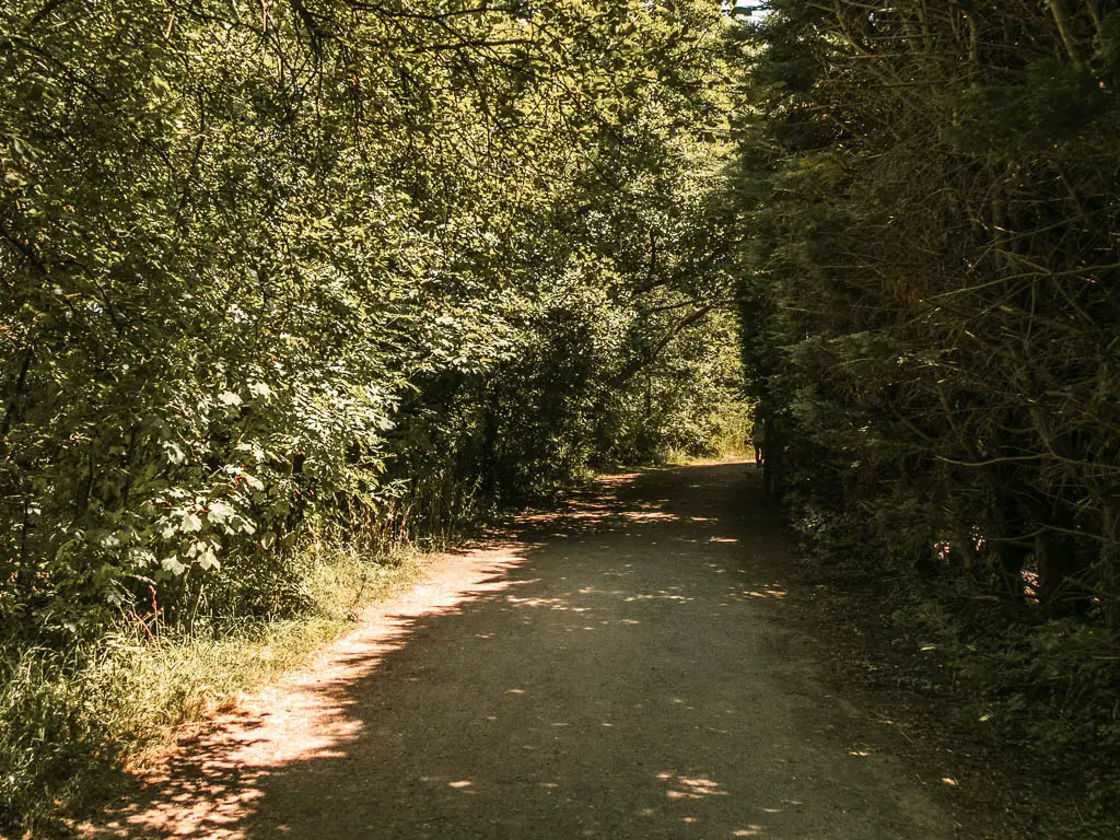 a wide path lined with tall bushes and trees and a small strip of light shining down.