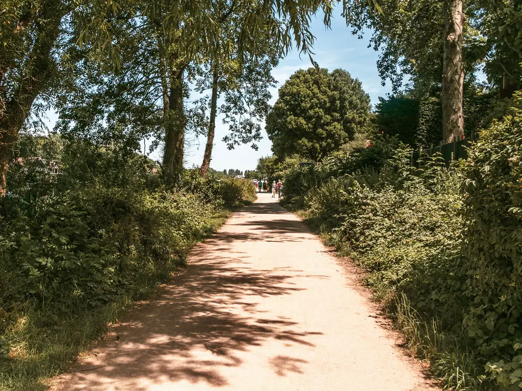 A long straight wide path lined with green bushes, on the walk from Shepperton to Hampton Court.