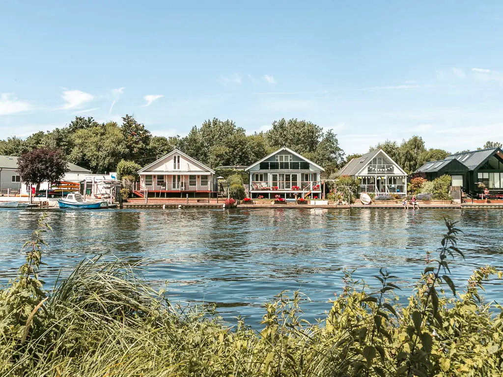 Looking over the green bushes and tall grass to the river and houses lining the other side, on the walk from Shepperton to Hampton Court.