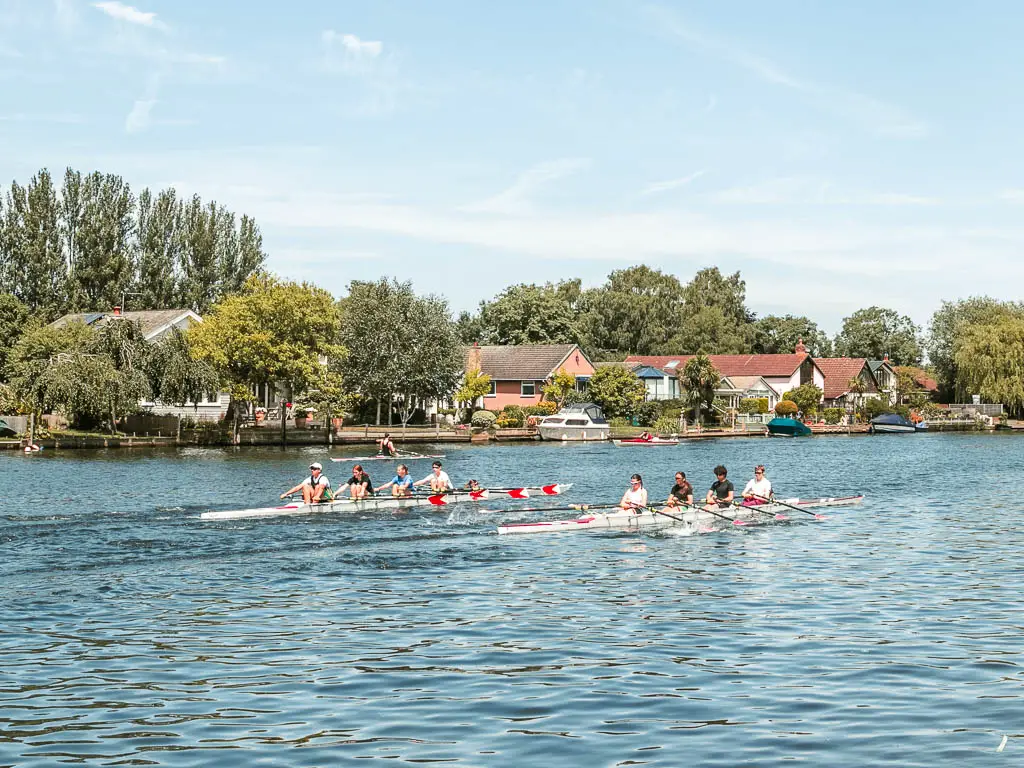 Two groups of roars in the river on the walk from Shepperton to Hampton Court. There are ripples in the water, and houses and trees lining the other side.