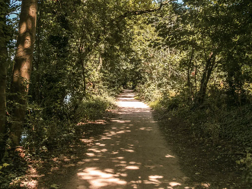 A long straight path under the darkness of the surrounding trees and bushes. There are a few rays of light shining through.