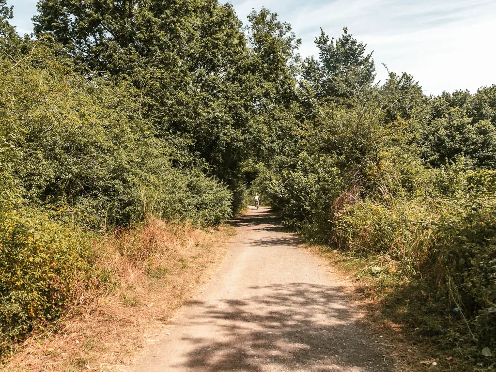 A wide path leading straight ahead lined with masses of bushes and trees, partway through the walk from Shepperton to Hampton Court.