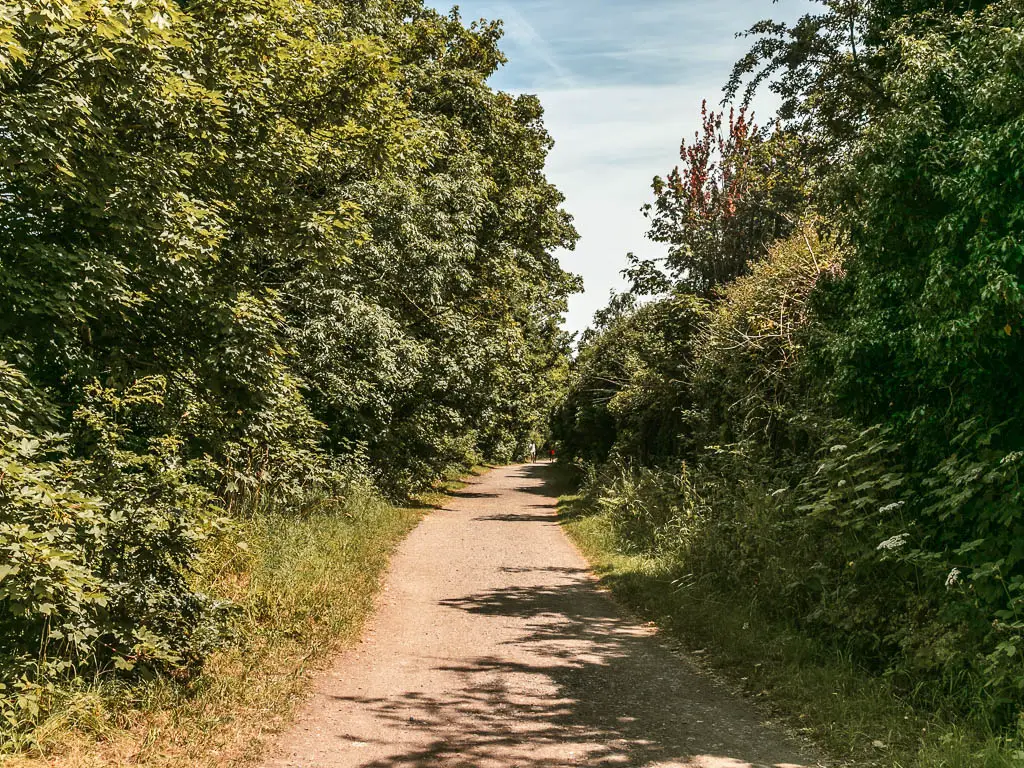 A wide straight path lined with masses of green leafy bushes and trees.