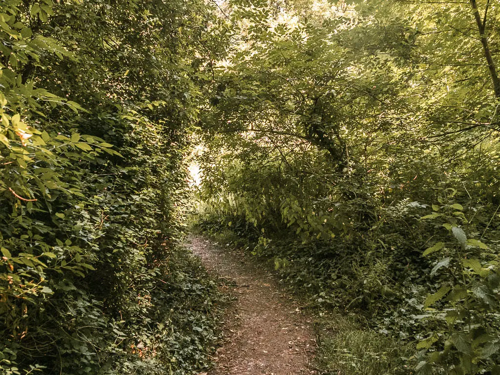 A narrow dirt trial leading through a mass of woodland trees and bushes.