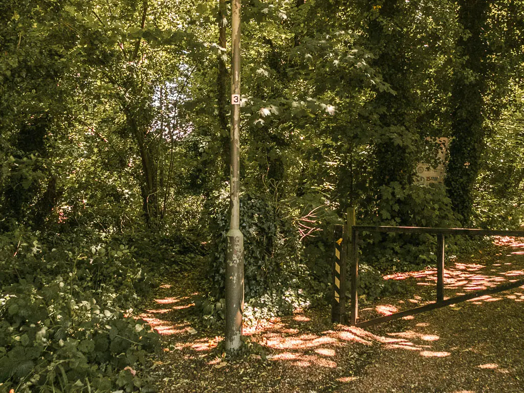 A dirt trial leading through a mass of trees under shadow.