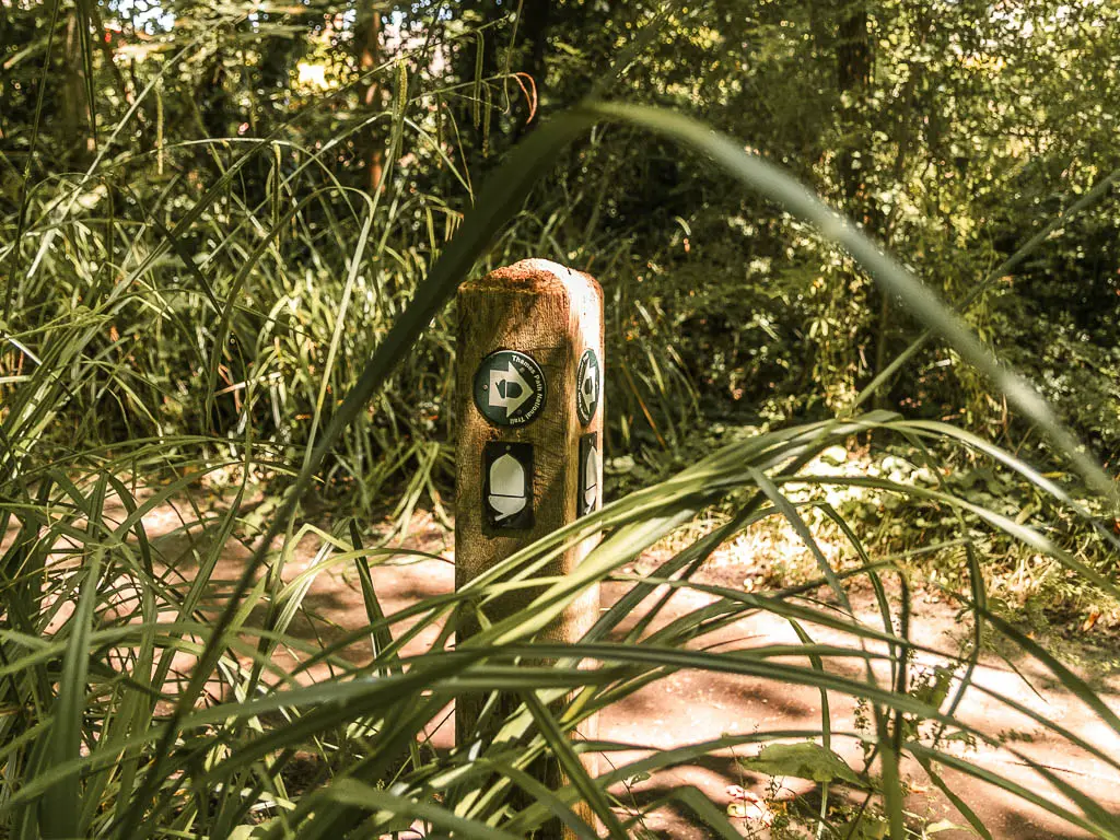 A wooden stump trail sign nestled behind the tall grass. There is a white acorn and black arrow on it pointing right.