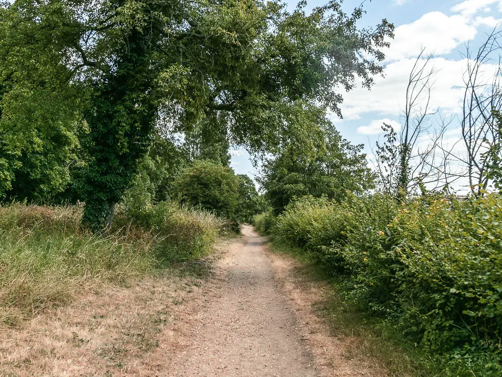 A ling straight narrow dirt path lined with bushes on the right and grass and a tree on the left.