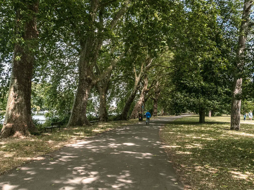 A wide walking path through the grass, with big trees lining the left side.