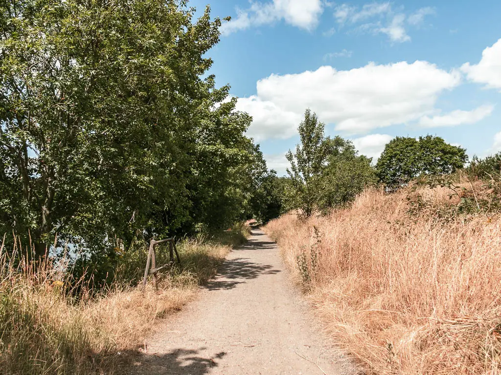 A long straight walking path lined with light beige tall grass, then some green leafy trees ahead.