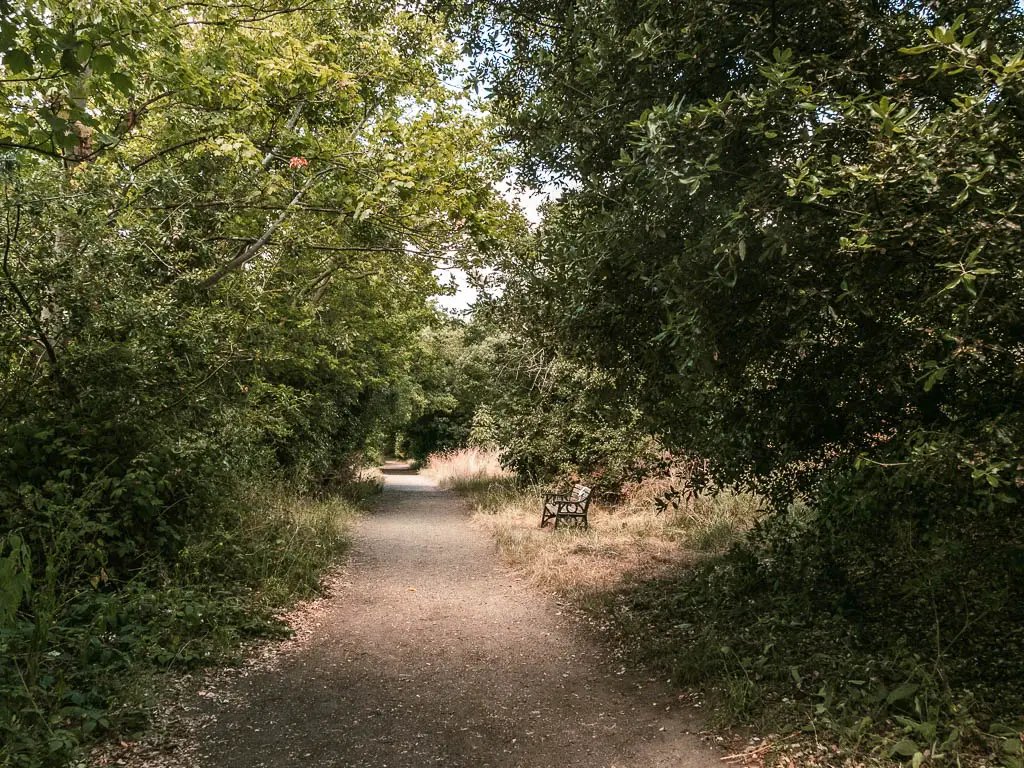 A long straight path lined with masses of bushes and trees, on the walk from Hampton Court to Putney. There is a bench next to the path ahead, with the light shining down on it.