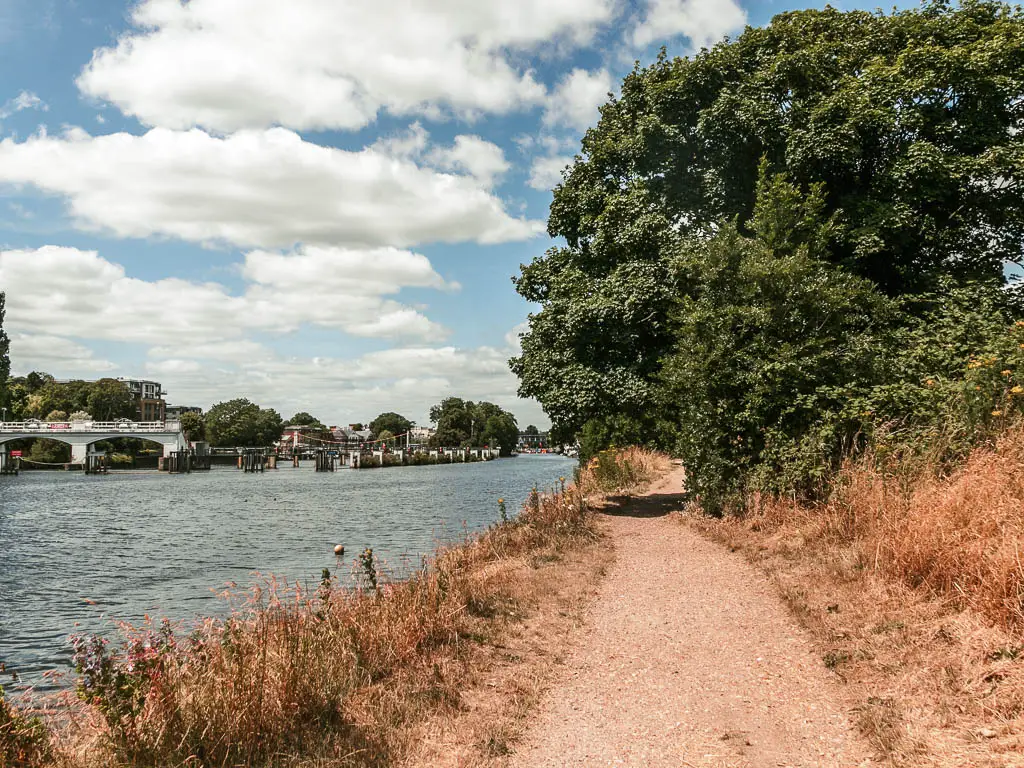 A gravel trail leading ahead on the right, and river to the left. There trail is lined with orange grass, and some green leafy trees ahead on the right.