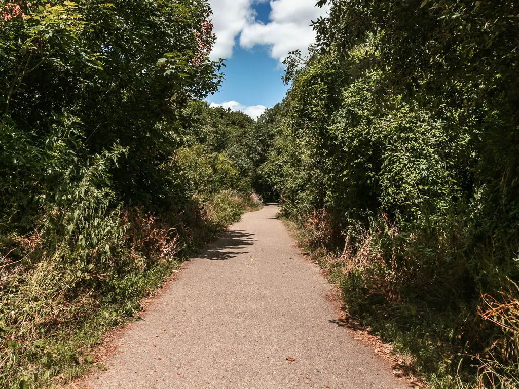 A wide walking path leading ahead, lined with tall green leafy bushes and trees.